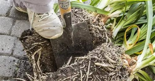 Размножение агапантуса: вот как