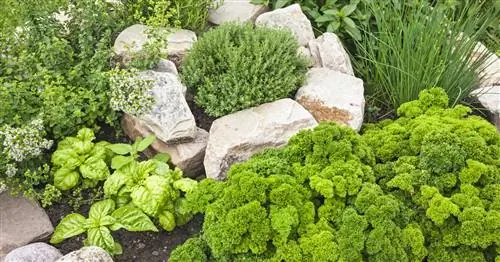 Выращивание трав: избегайте этих 5 ошибок