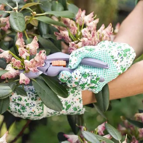 Уход за рододендроном