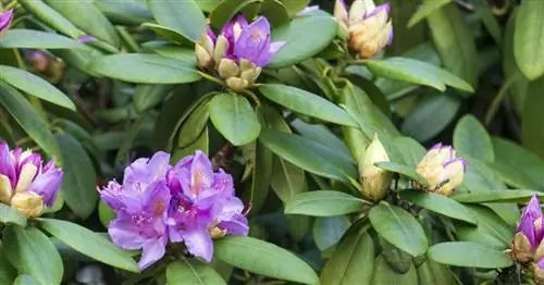 Действительно ли рододендрон ядовит?