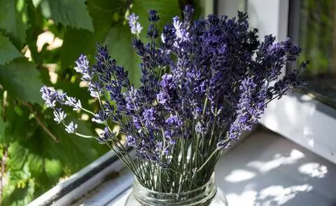 лавандовый букет