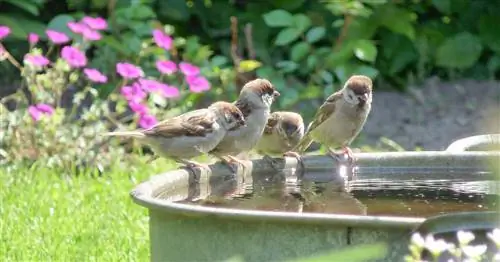 Строительство купальни для птиц: шаг за шагом