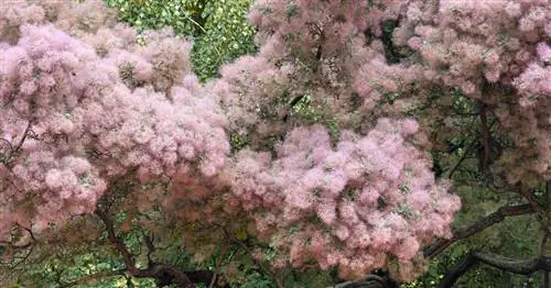 Обрезка ивы: лучшие советы