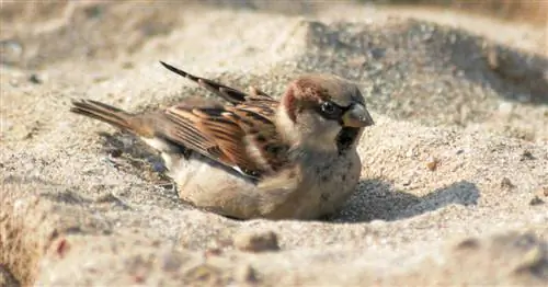 Устроить песочную ванну для птиц