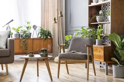 Гостиная с комнатными растениями