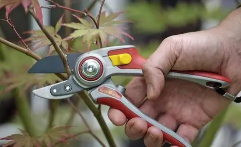 Клен декоративный срезной, клен японский