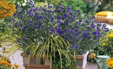 Цветок бороды в горшке в сочетании с плющом и золотым сладким флагом