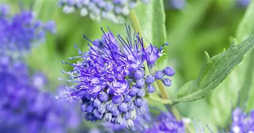 Стрижка бороды: как за ней ухаживать