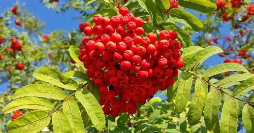 Поедание ягод рябины: Насколько ядовиты плоды?