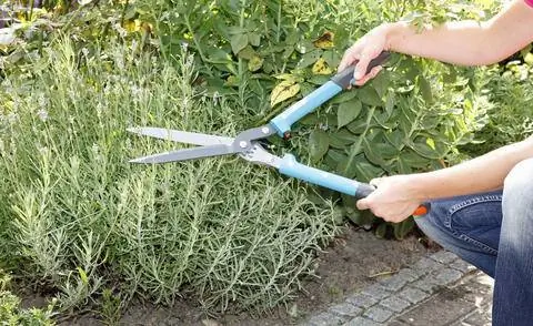 Срезанная лаванда