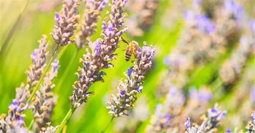 Лаванда выцвела? Вы должны сделать это сейчас