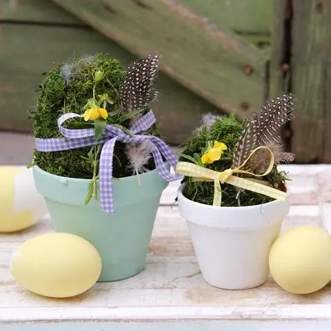 Яйца мха в горшках