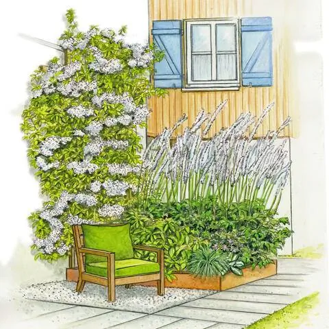 Место перед вьющейся гортензией