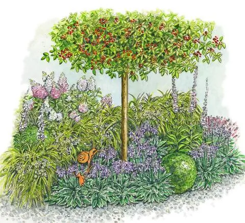 Многолетняя грядка с терновником во дворе