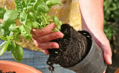 Начинить базиликом