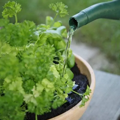 Высыпать петрушку в кастрюлю