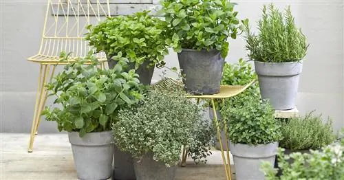 Травы в горшках: советы по посадке и уходу