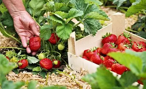 урожай клубники