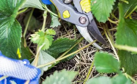 Обрезать побеги на клубнике