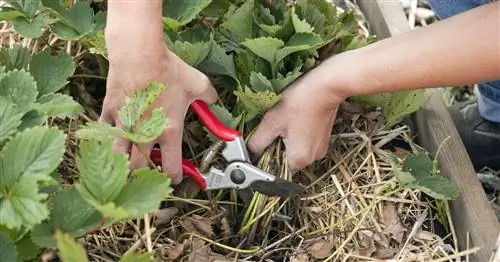 Нарезка клубники: как это работает