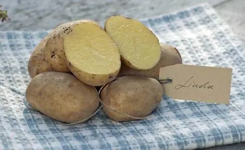 Картофель сорт 'Линда'