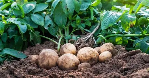 Происхождение картофеля: откуда берутся клубни?