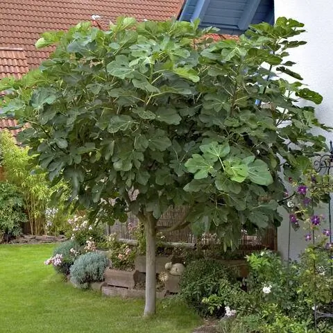 Фиговое дерево в саду