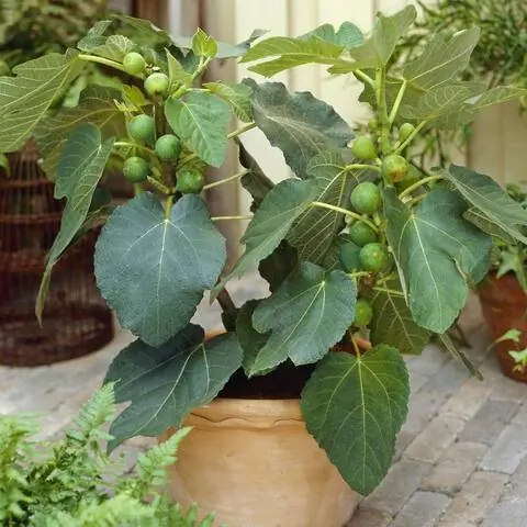 Фиговое дерево в горшке