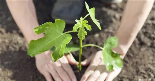 Посадка смоковницы: как это делается