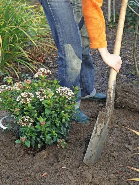 растение снежок