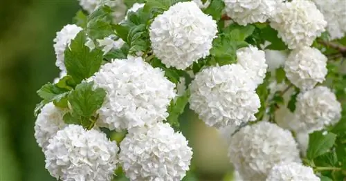 Посадка снежков: вот как это делается