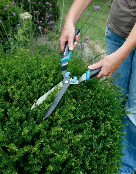 обрезка тиса