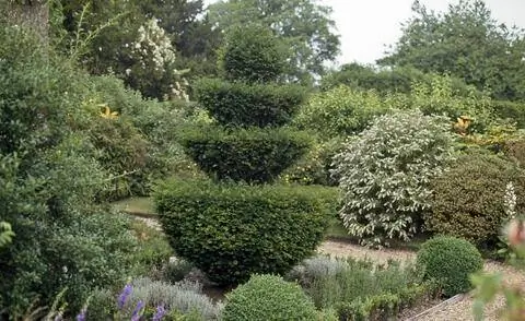 Тис (Taxus baccata) как топиарий