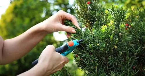 Обрезка тиса: вот как это делается