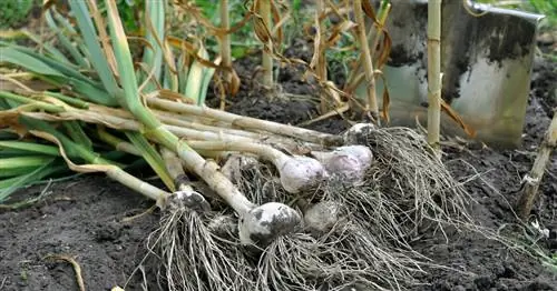 Сбор чеснока: на это стоит обратить внимание