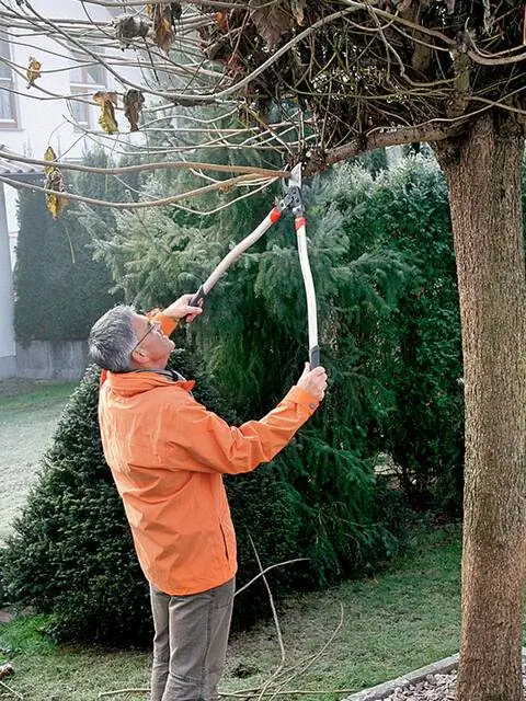 Вырезать шаровое трубное дерево