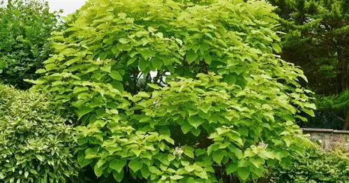 Обрезка трубчатого дерева: инструкция и советы