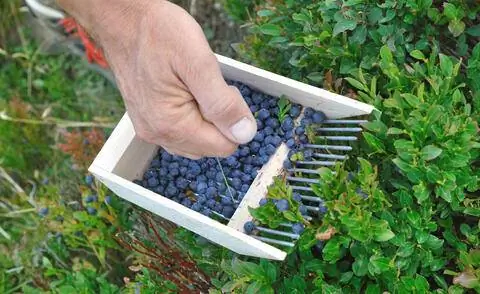 Сборщик ягод для черники