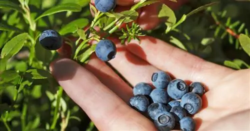 Сбор черники: это лучший способ