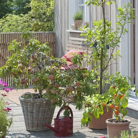 Карликовые и колоновидные плоды на террасе