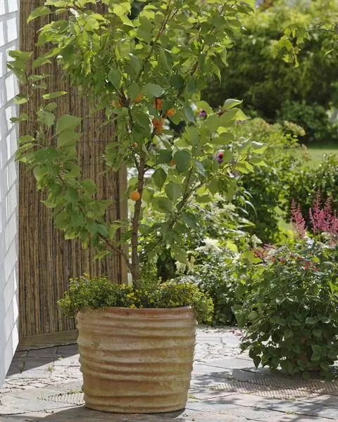 Карликовый абрикос 'Compacta'