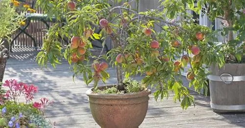 Лучшие карликовые плодовые деревья для сада