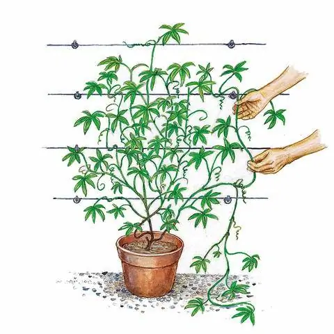 Раскрутить побеги пассифлоры