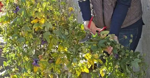 Обрежьте пассифлору: с помощью этих советов вы сможете это сделать