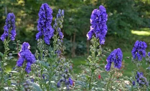 Аконитум клобучковый (Aconitum napellus)