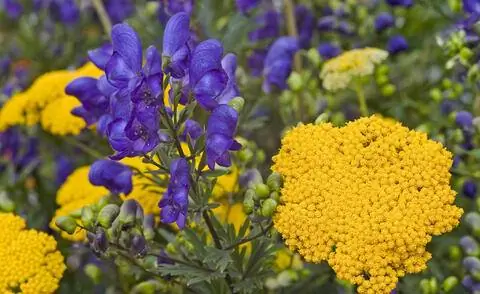 Аконит в сочетании с тысячелистником