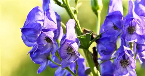 Насколько на самом деле токсичен аконит?