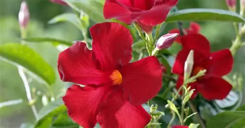 Обрезка дипладении: как работает обрезка