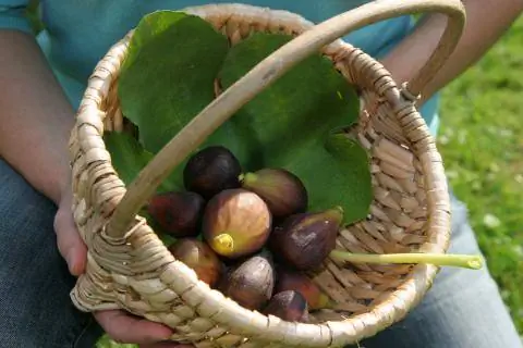 плоды фигового дерева