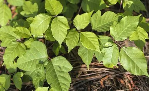 Ядовитые листья сумаха